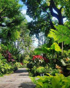 Dining in The Beautiful Garden at Siam Brasserie.